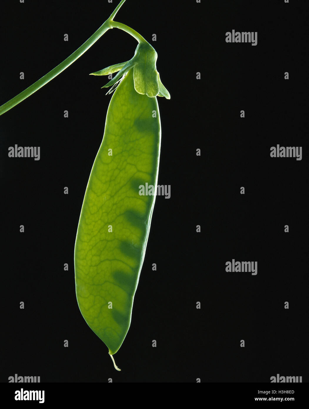 Pea (Pisum sativum) Stock Photo
