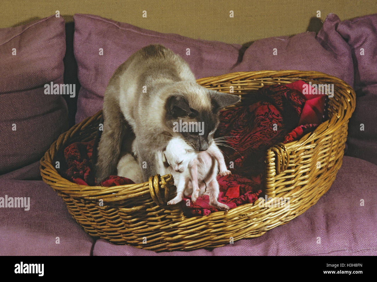 Domestic cat (Felis catus) Stock Photo