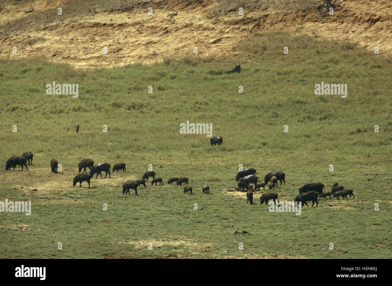 Collared peccary (Pecari tajacu) Stock Photo