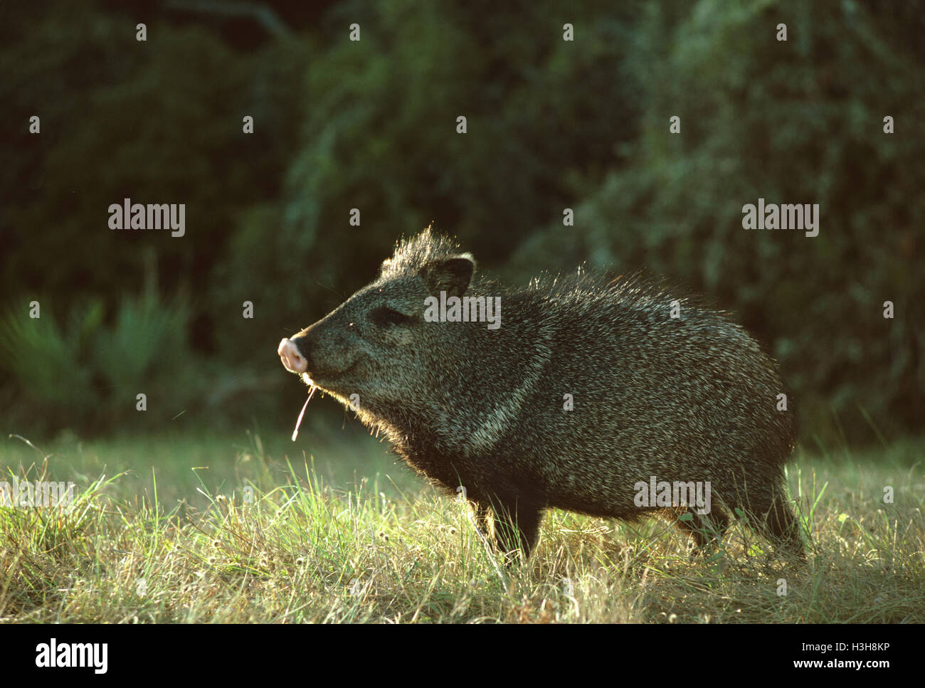 Collared peccary (Pecari tajacu) Stock Photo