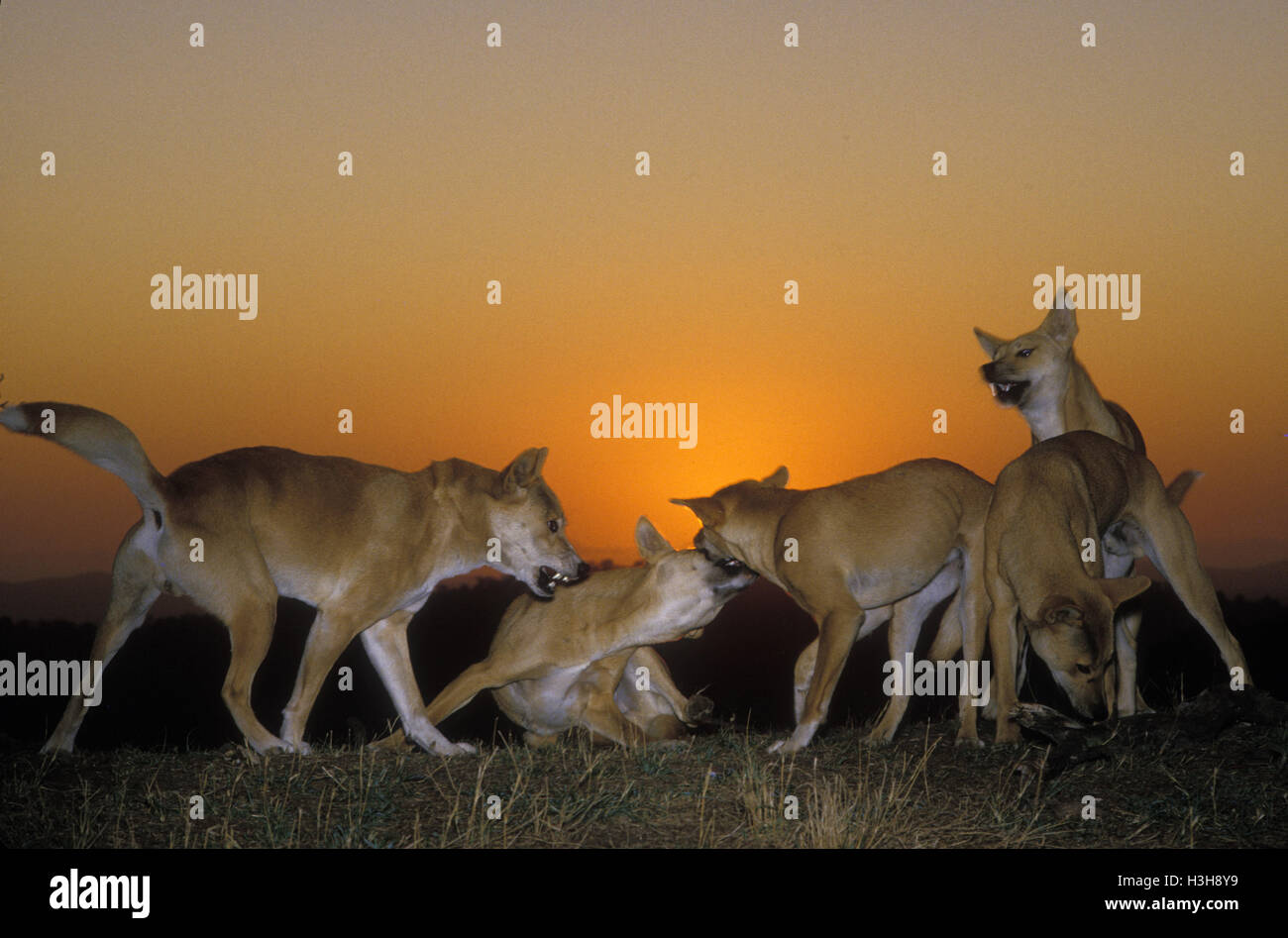 Dingo (Canis dingo) Stock Photo