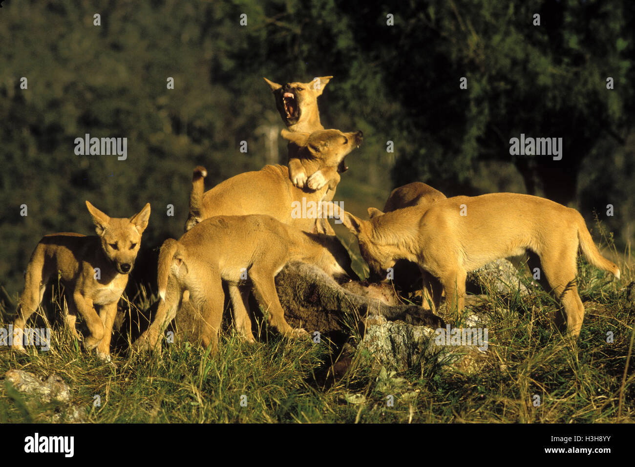 Wild dingo fight hi-res stock photography and images - Alamy