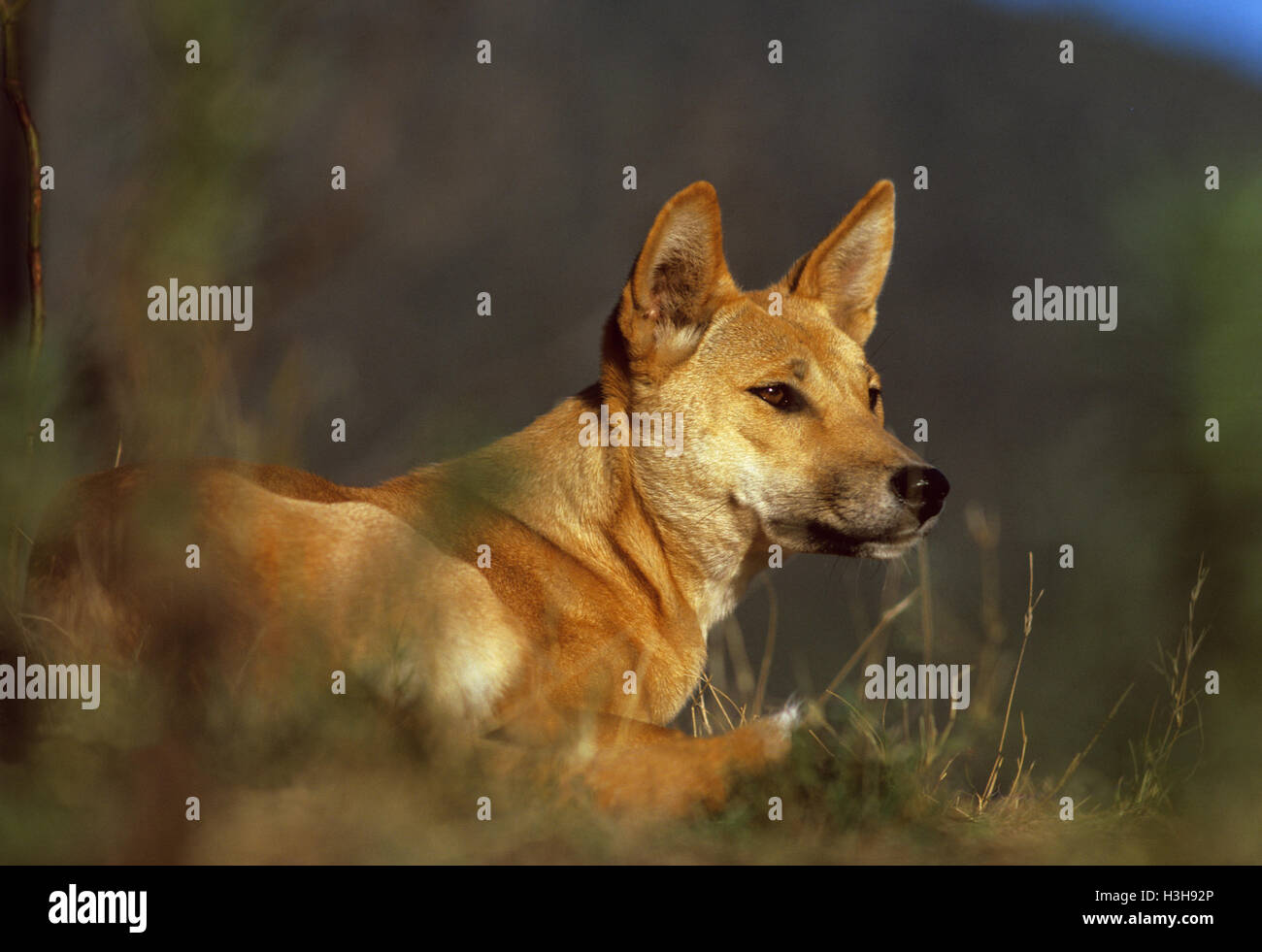 Dingo (Canis dingo) Stock Photo
