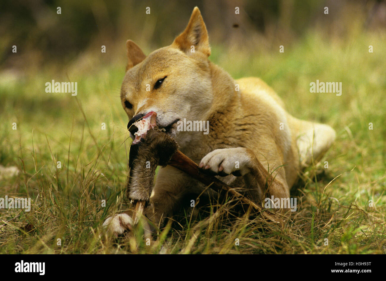 Dingo eating hires stock photography and images Alamy