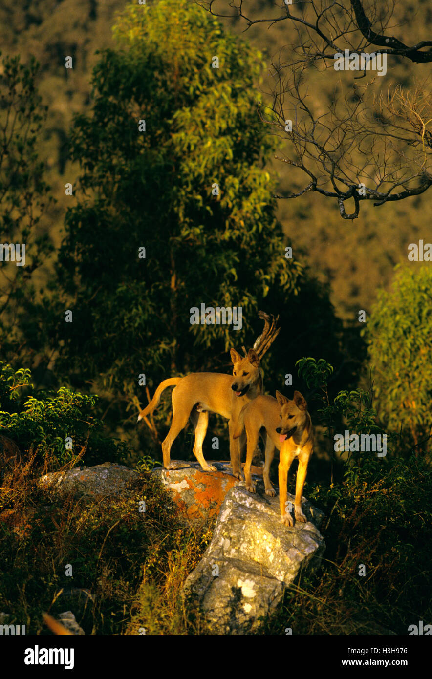 Dingo (Canis dingo) Stock Photo