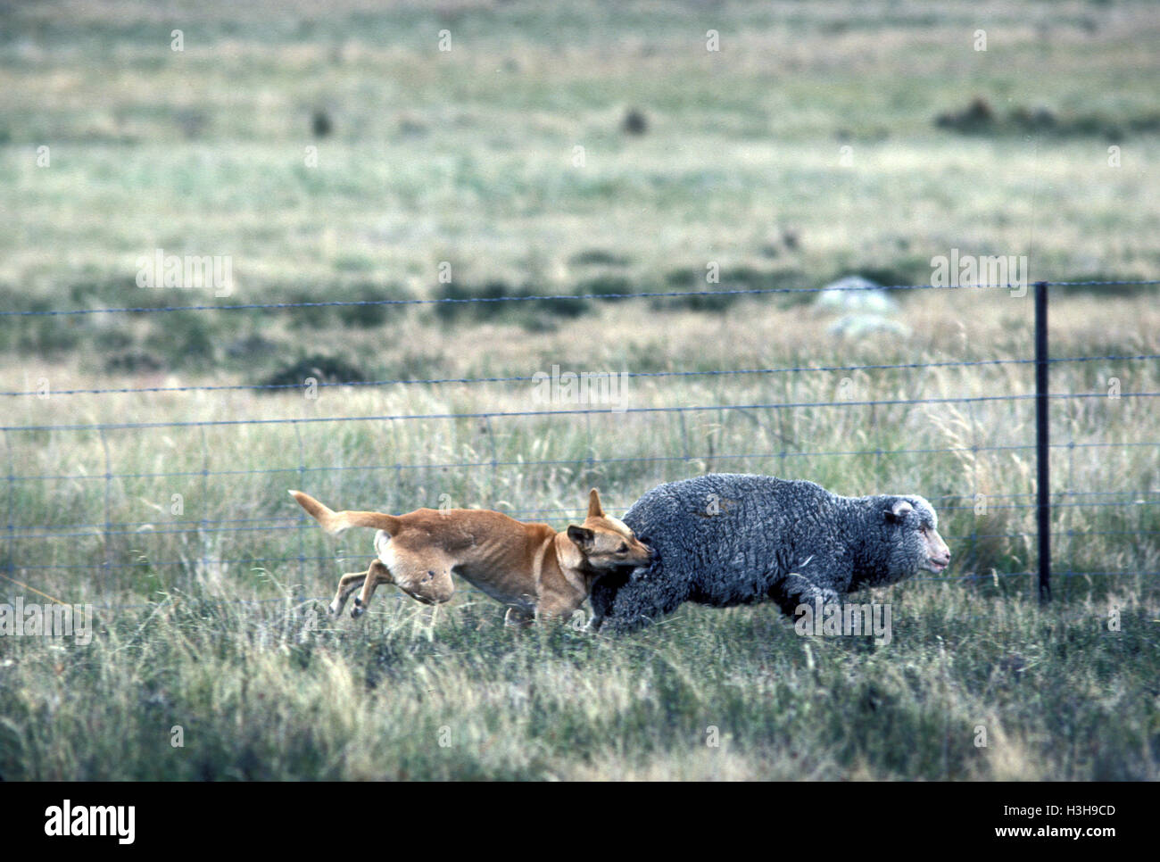 Dingo (Canis dingo) Stock Photo