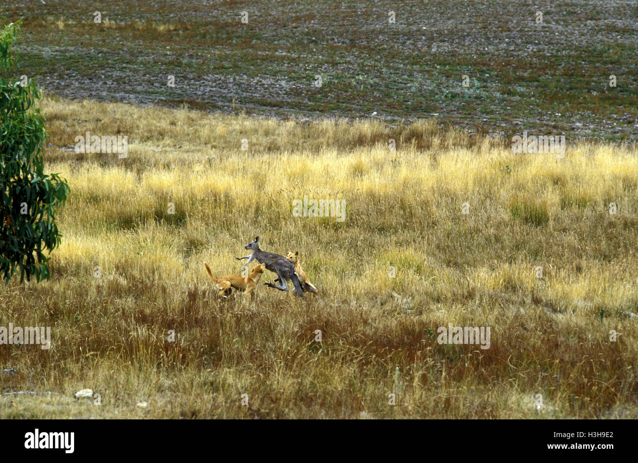 Dingo (Canis dingo) Stock Photo