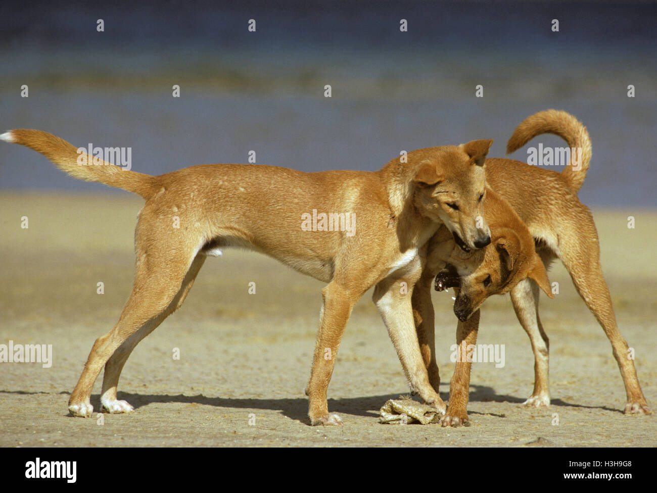 Wild dingo fight hi-res stock photography and images - Alamy