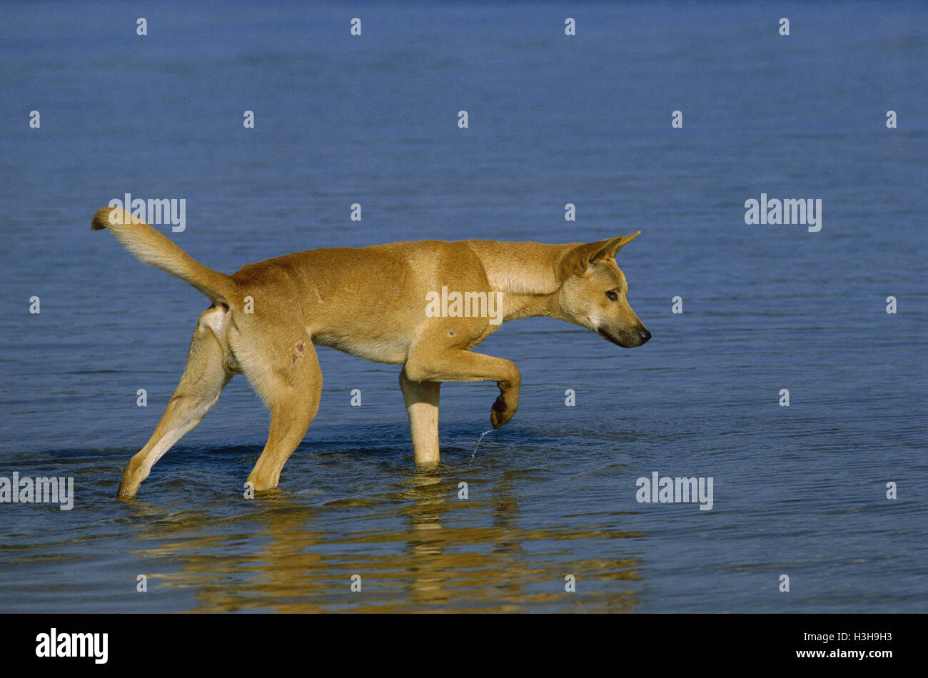 Dingo (Canis dingo) Stock Photo