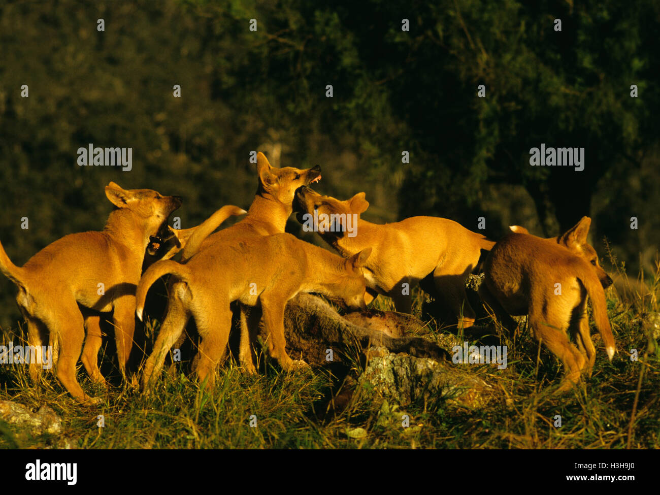 Dingo (Canis dingo) Stock Photo