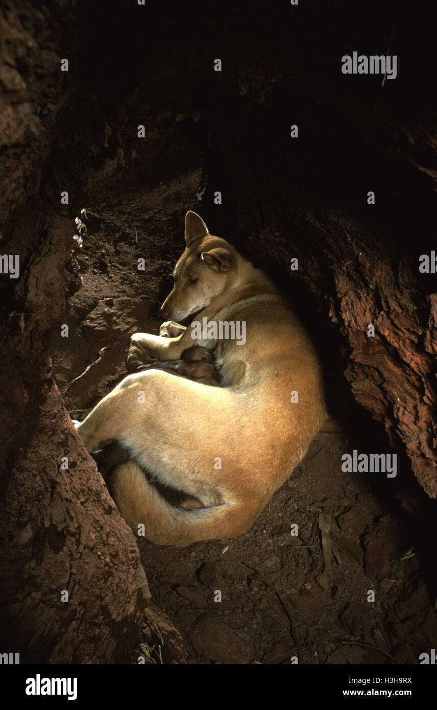 Dingo (Canis dingo) Stock Photo