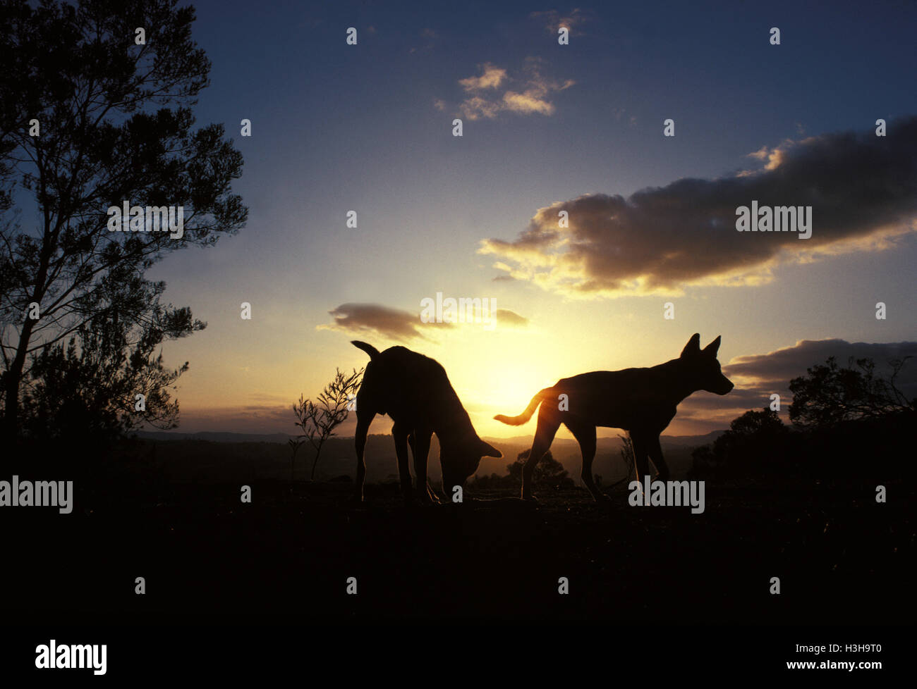 Dingo (Canis dingo) Stock Photo