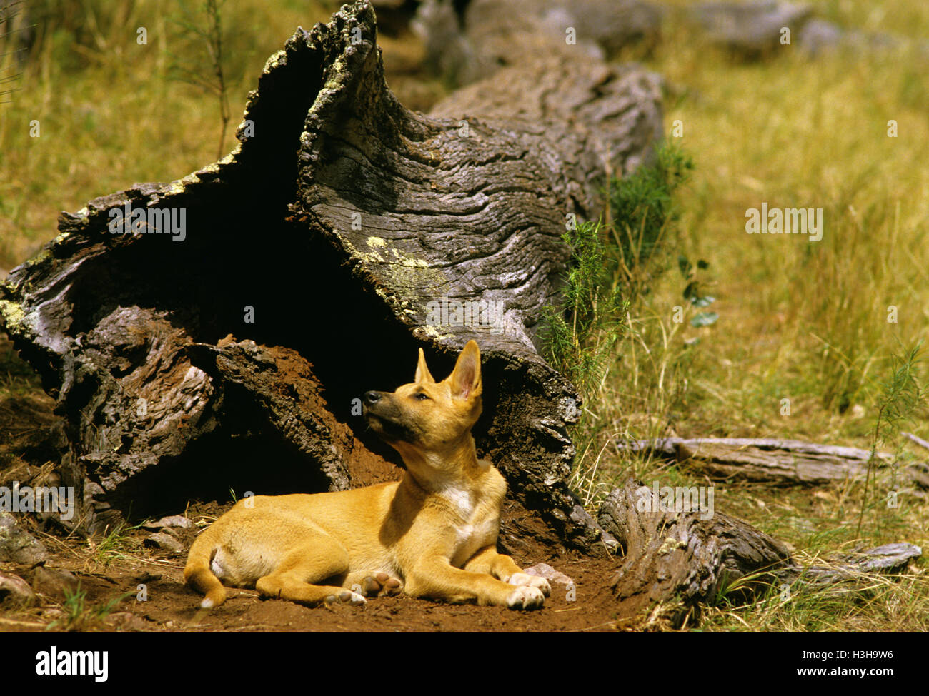 Dingo (Canis dingo) Stock Photo