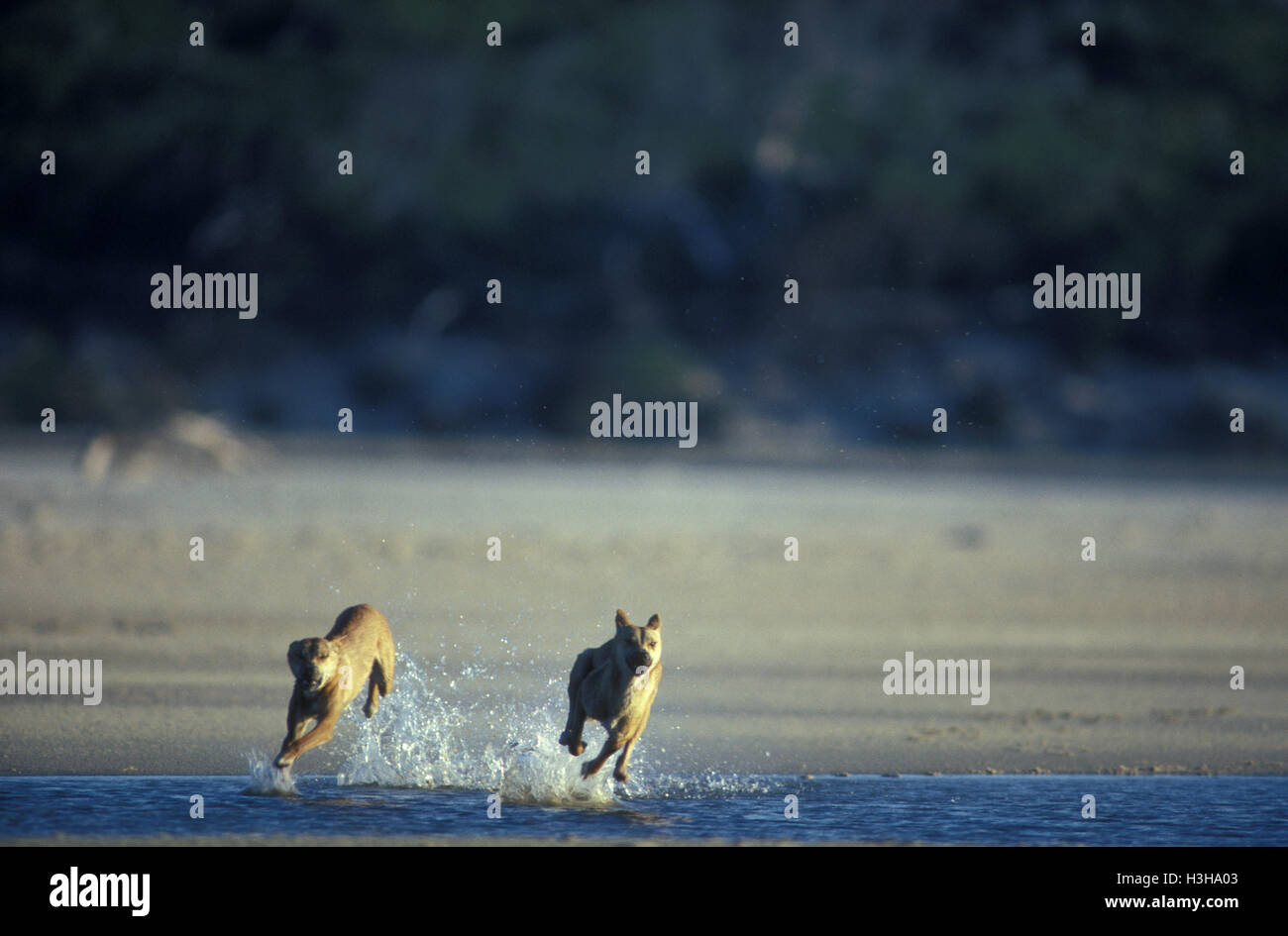 Dingo (Canis dingo) Stock Photo
