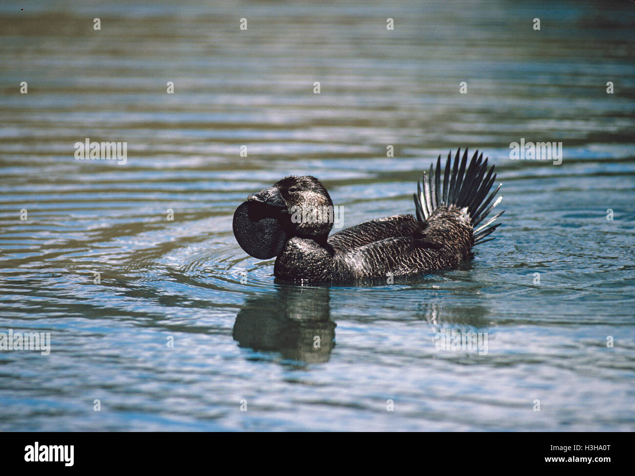 Musk duck (Biziura lobata) Stock Photo