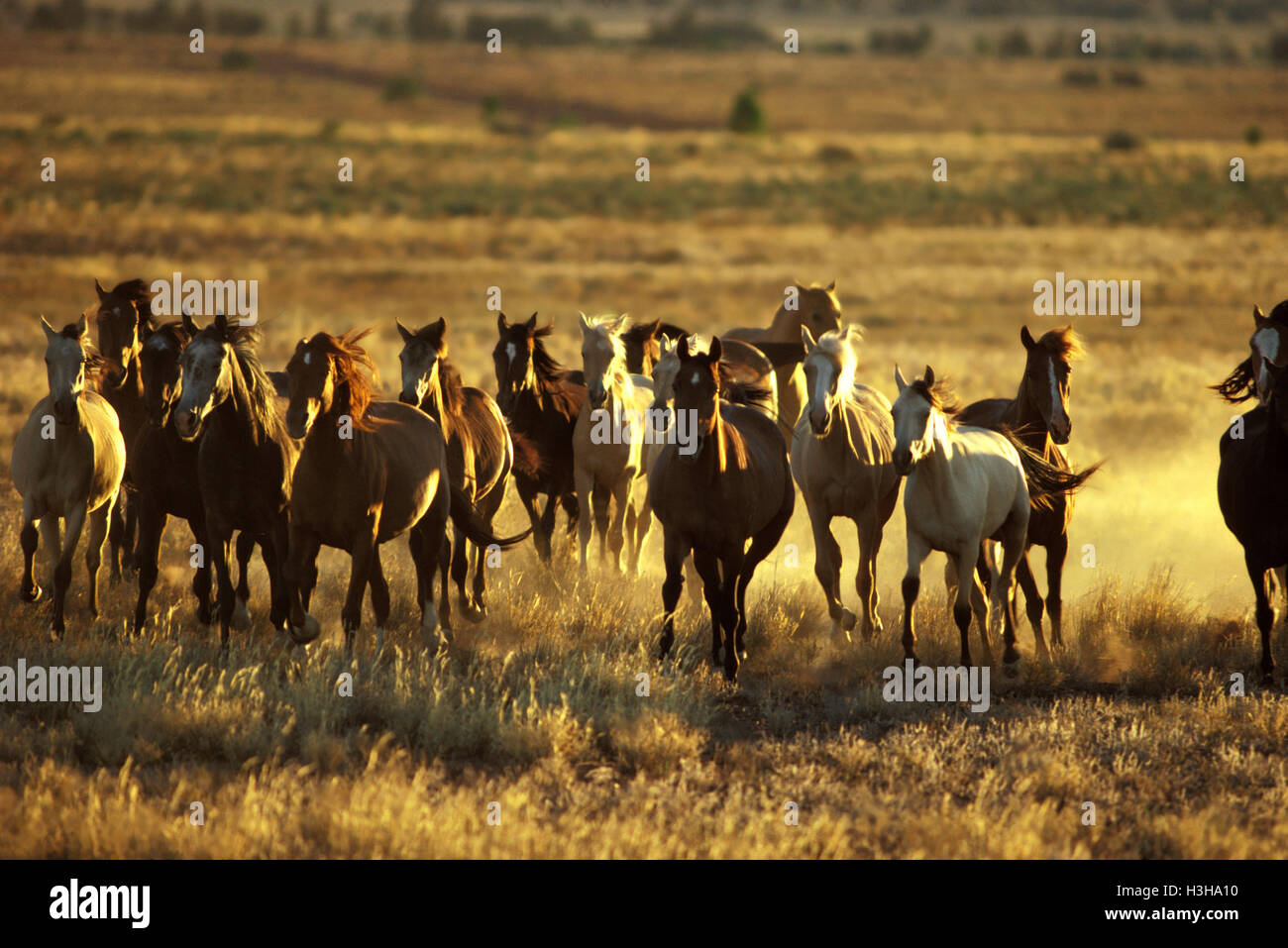 Horse (Equus caballus) Stock Photo