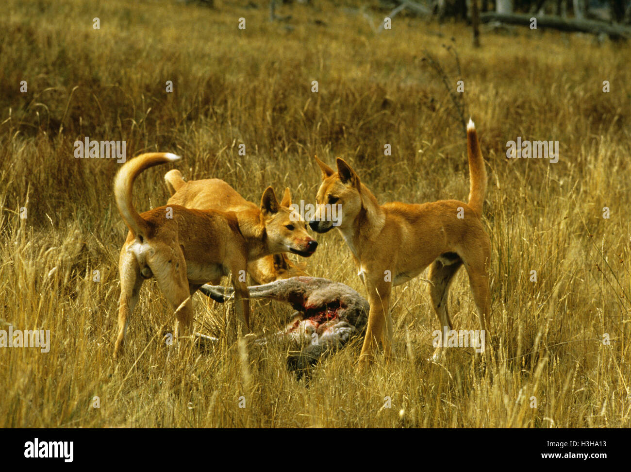 Dingo (Canis dingo Stock Photo Alamy