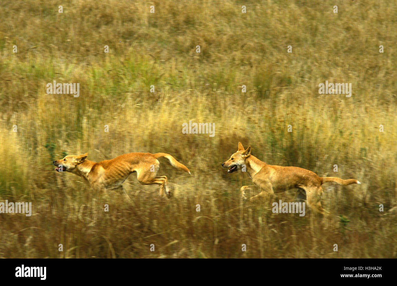 Dingo (Canis dingo Stock Photo Alamy