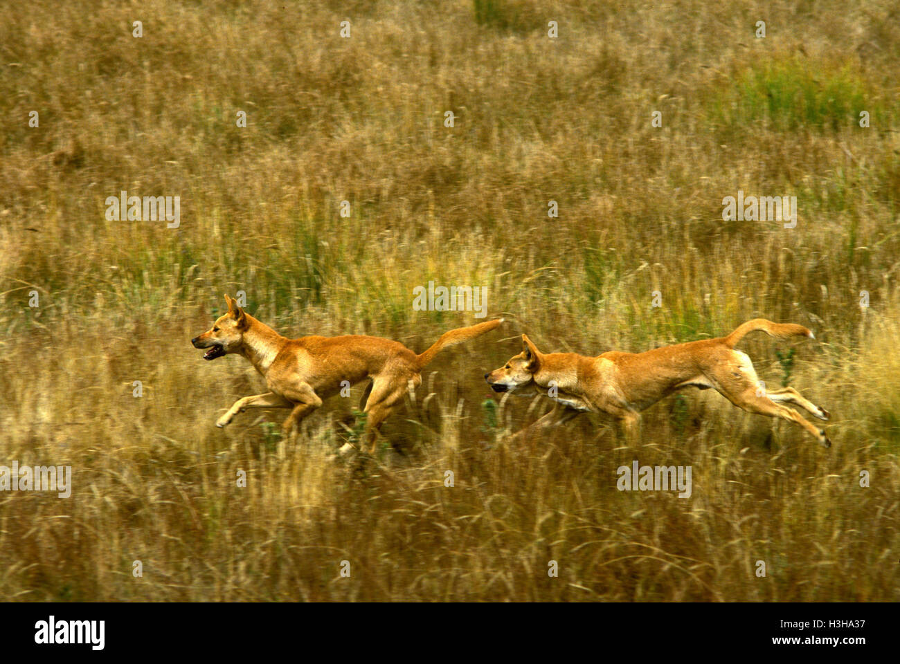 Dingoes hunting hires stock photography and images Alamy