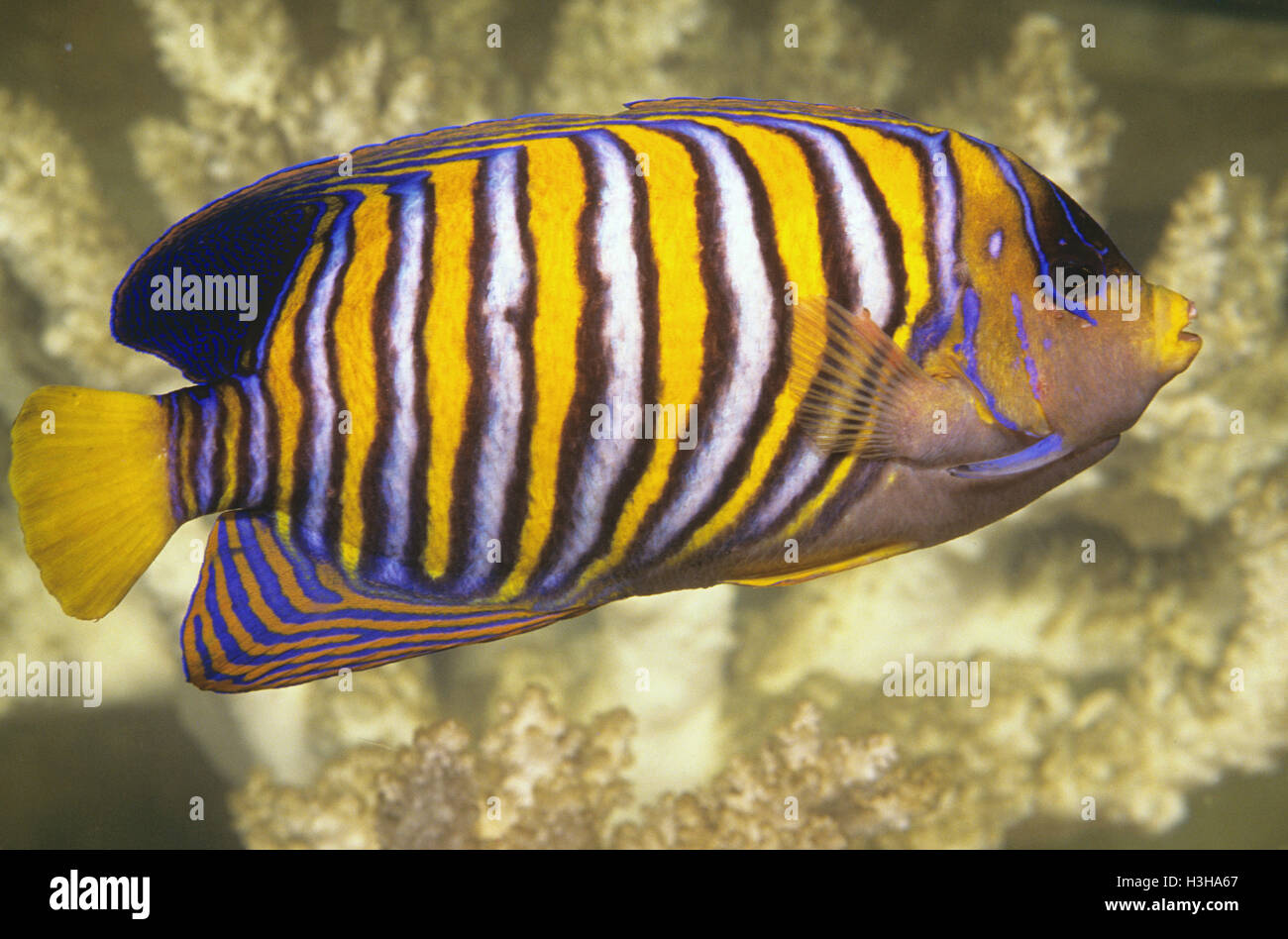 Regal angelfish (Pygoplites diacanthus) Stock Photo