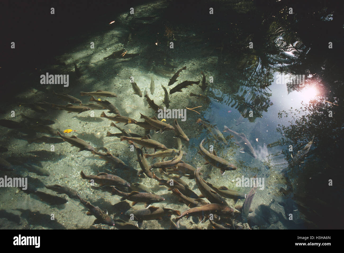 Brook trout (Salvelinus fontinalis) Stock Photo