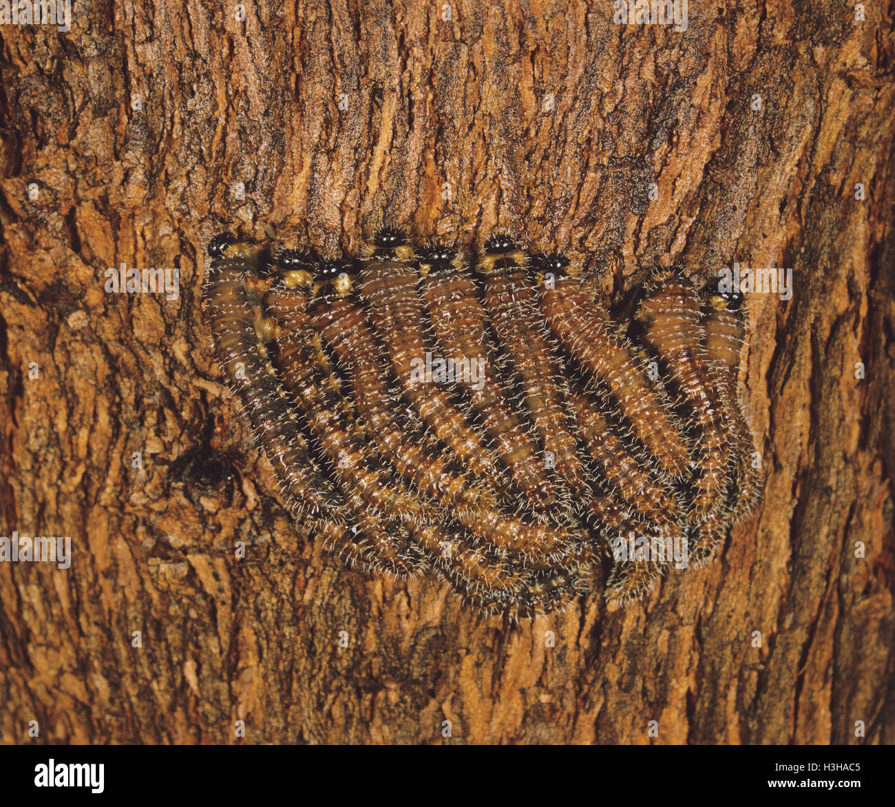 Steelblue sawfly (Perga affinis) Stock Photo