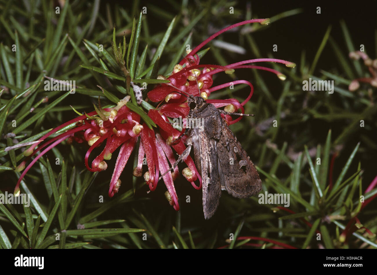 Bogong moth (Agrotis infusa) Stock Photo
