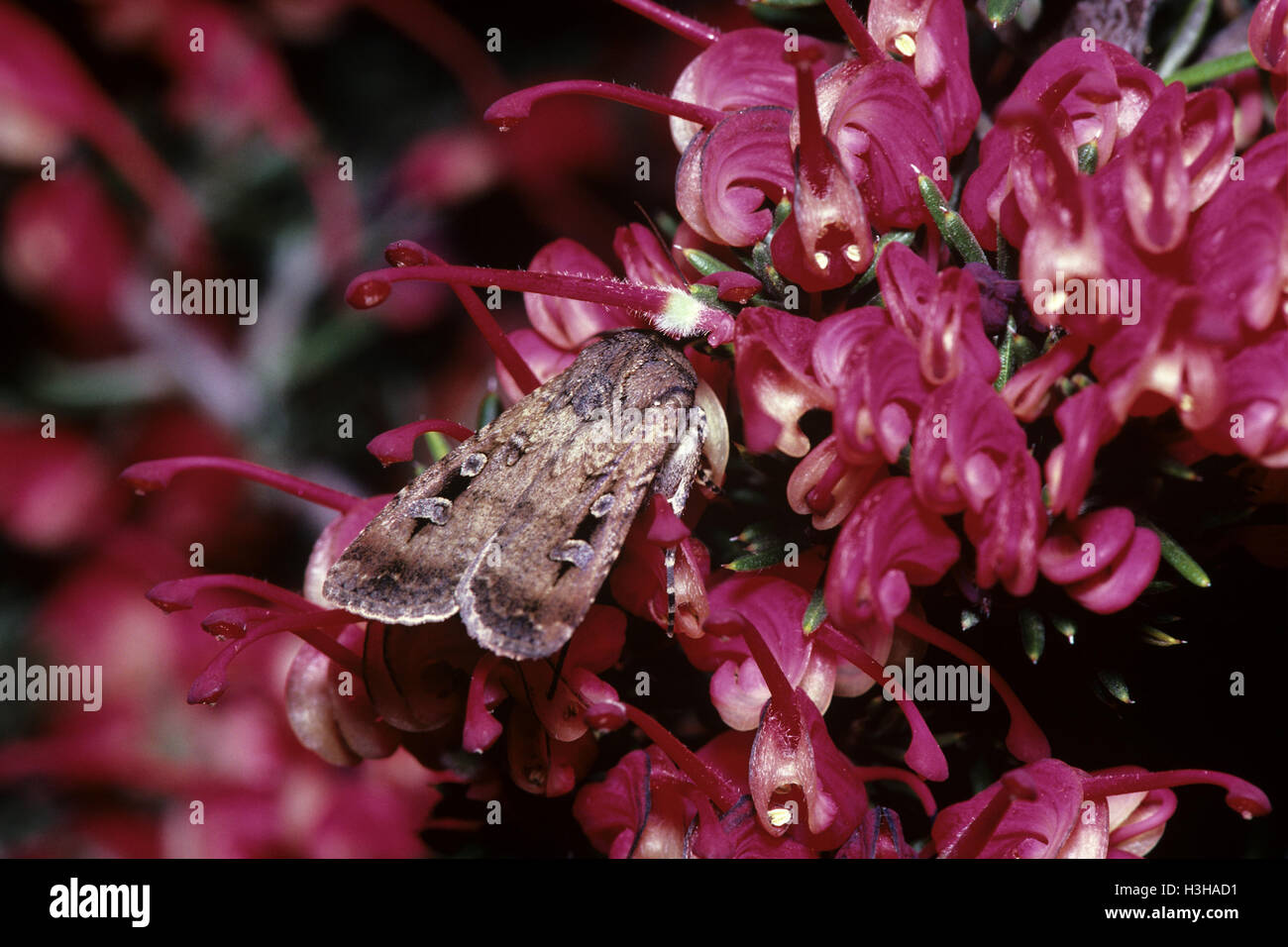 Bogong moth (Agrotis infusa) Stock Photo