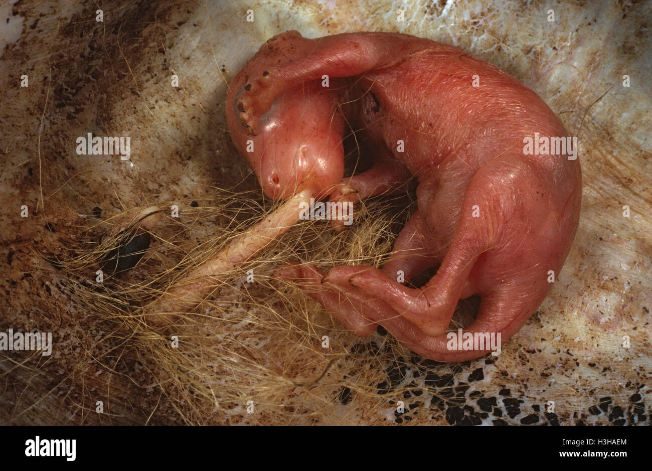 Kangaroo joey  (Macropus sp.) Stock Photo