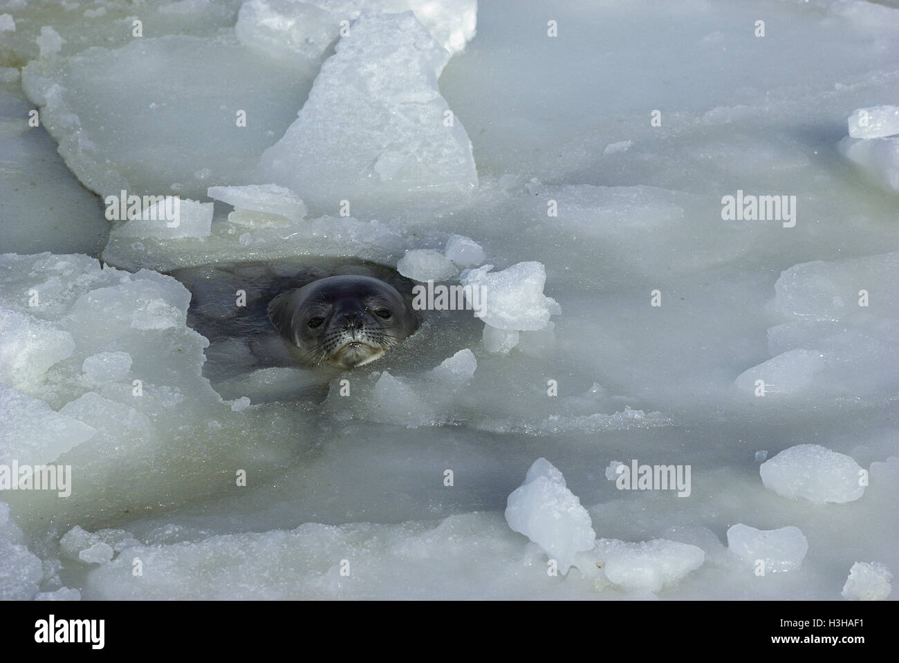 Weddell seal (Leptonychotes weddellii) Stock Photo