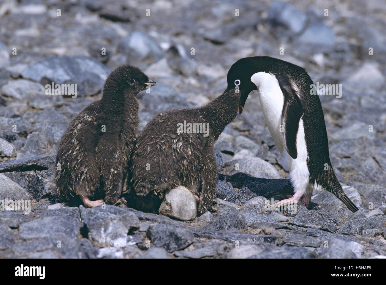 Adelie penguin (Pygoscelis adeliae) Stock Photo