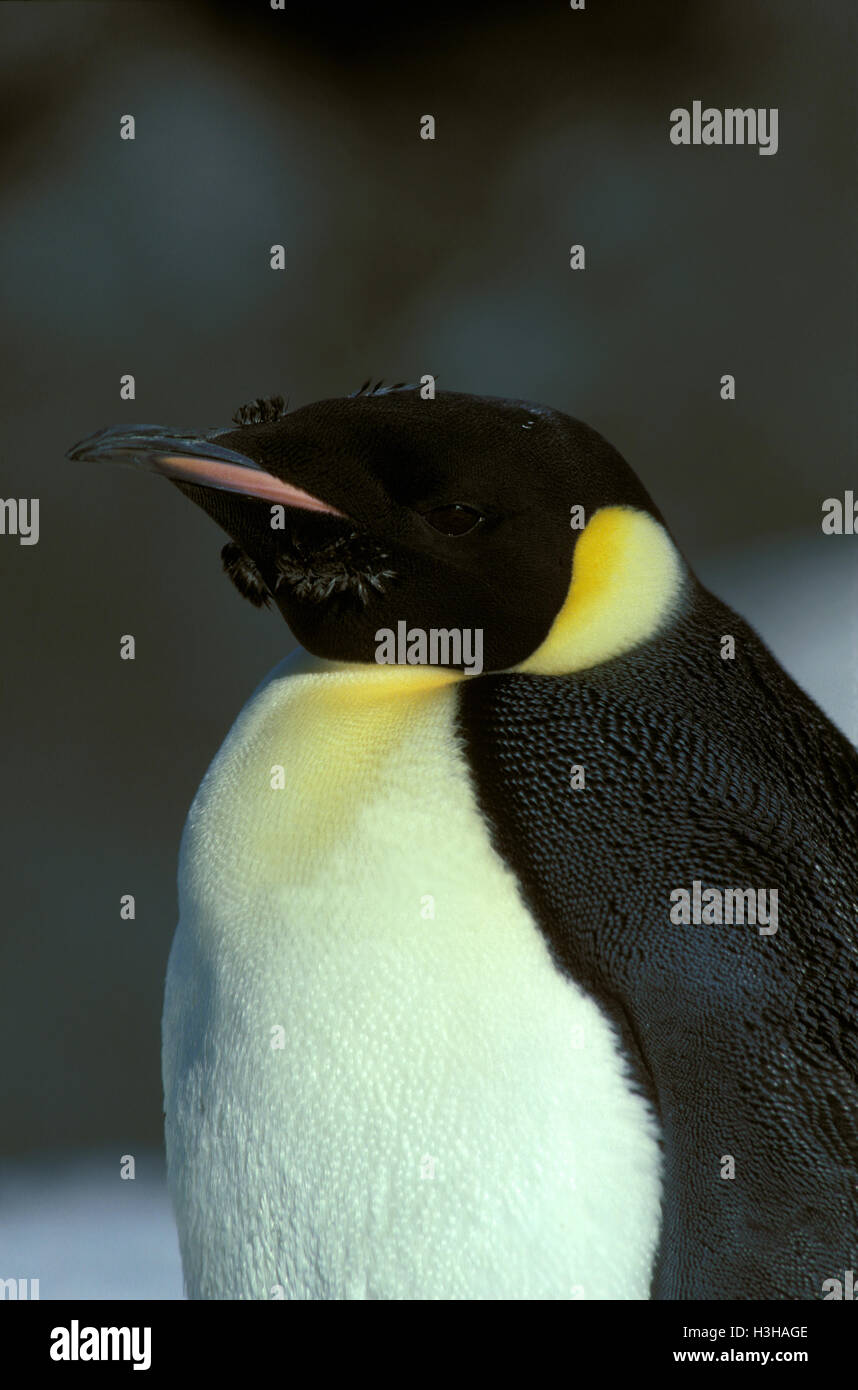 Emperor penguin (Aptenodytes forsteri) Stock Photo