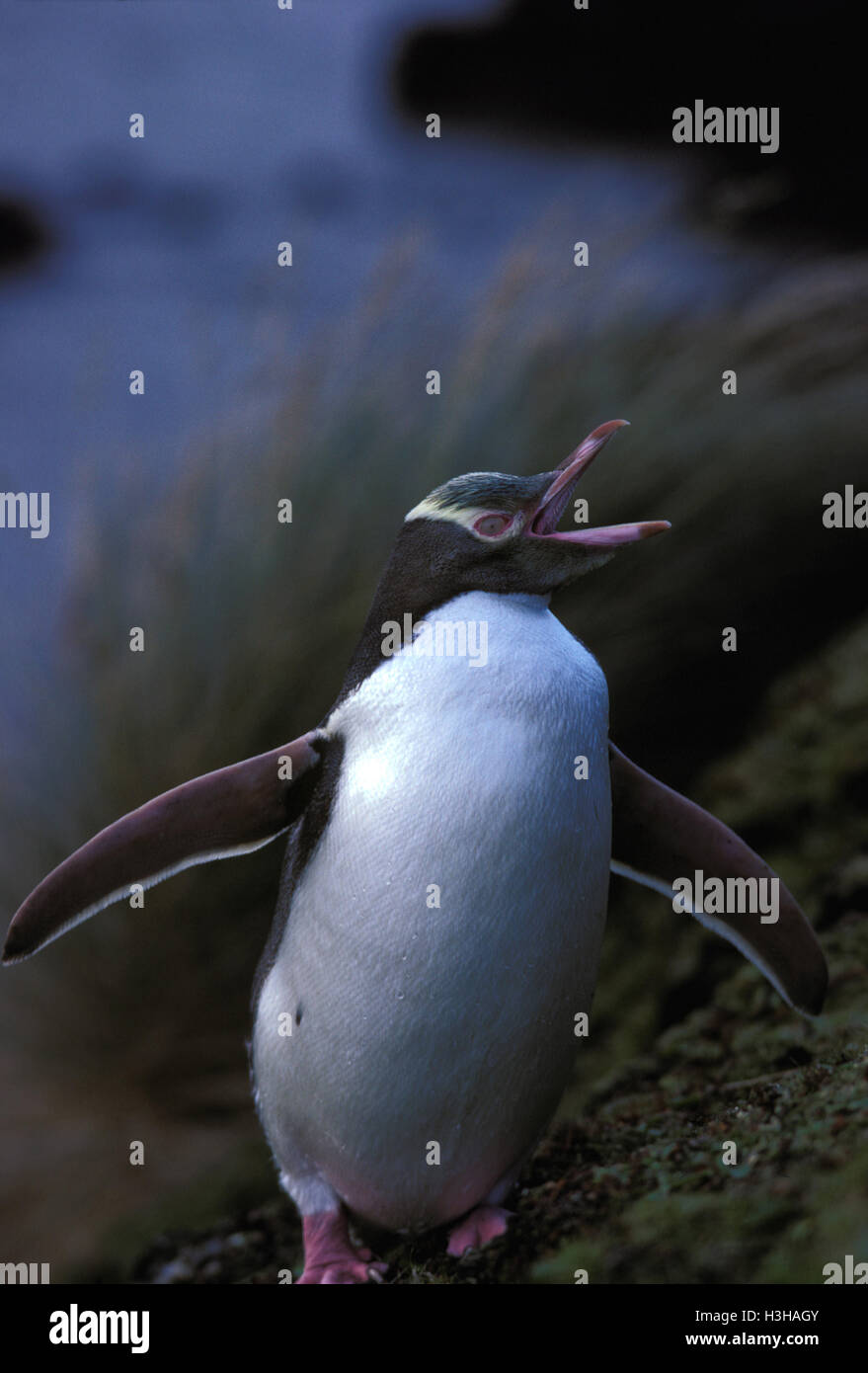 Yellow-eyed penguin (Megadyptes antipodes) Stock Photo