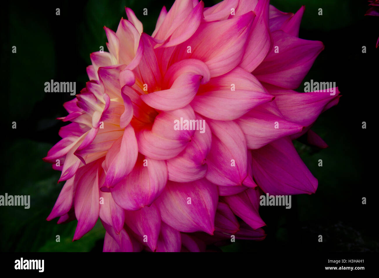 Soft Dahlia Beauty Stock Photo - Alamy