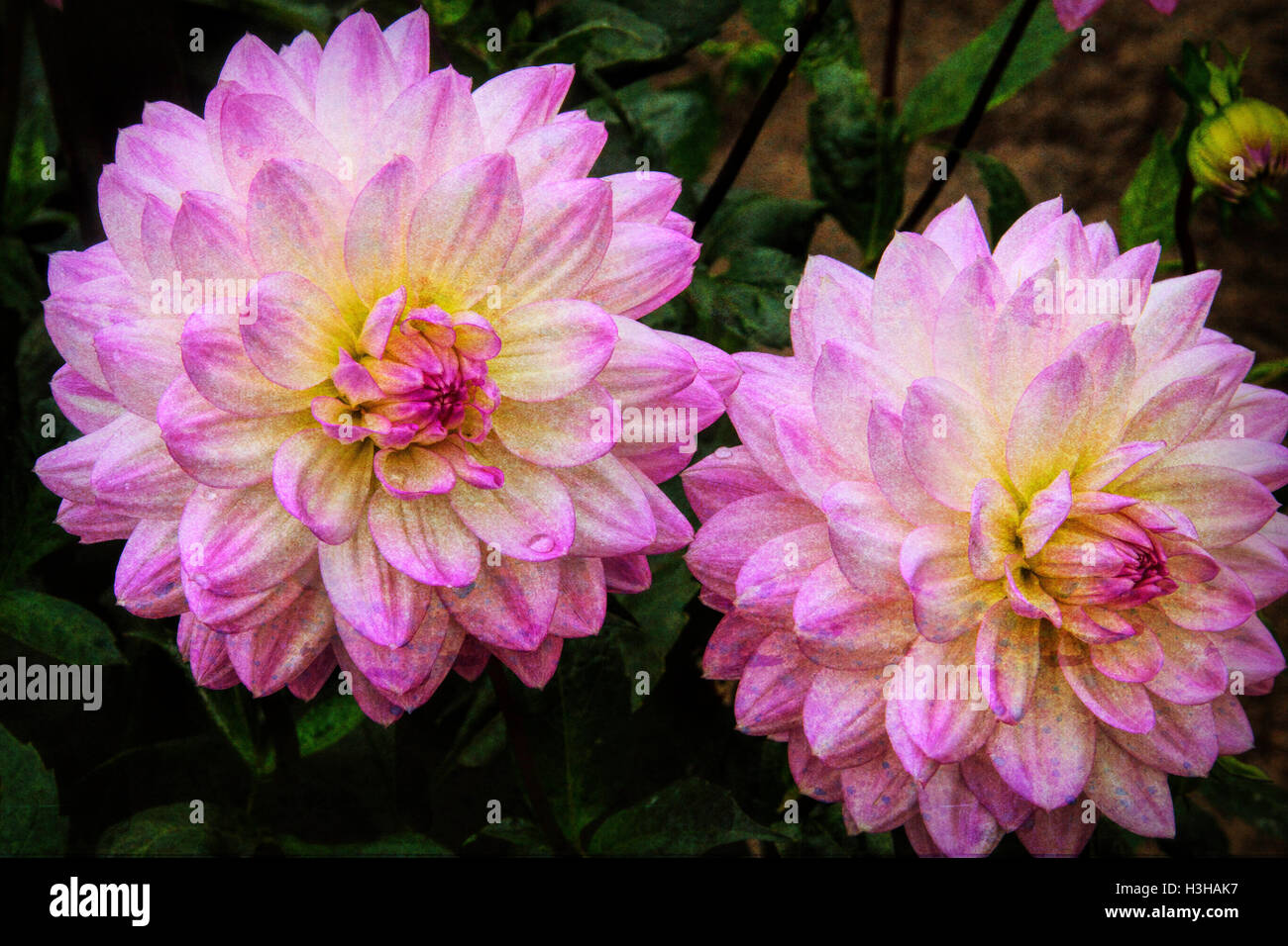 Two Pink Dahlias Stock Photo