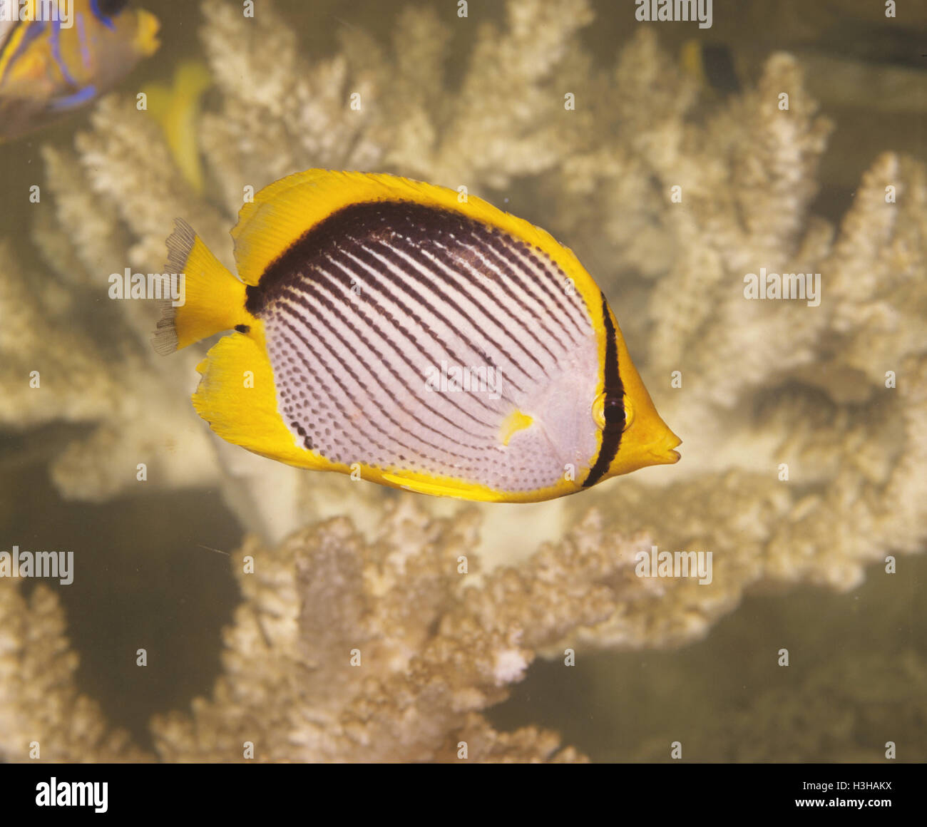 Blackback butterflyfish (Chaetodon melannotus) Stock Photo