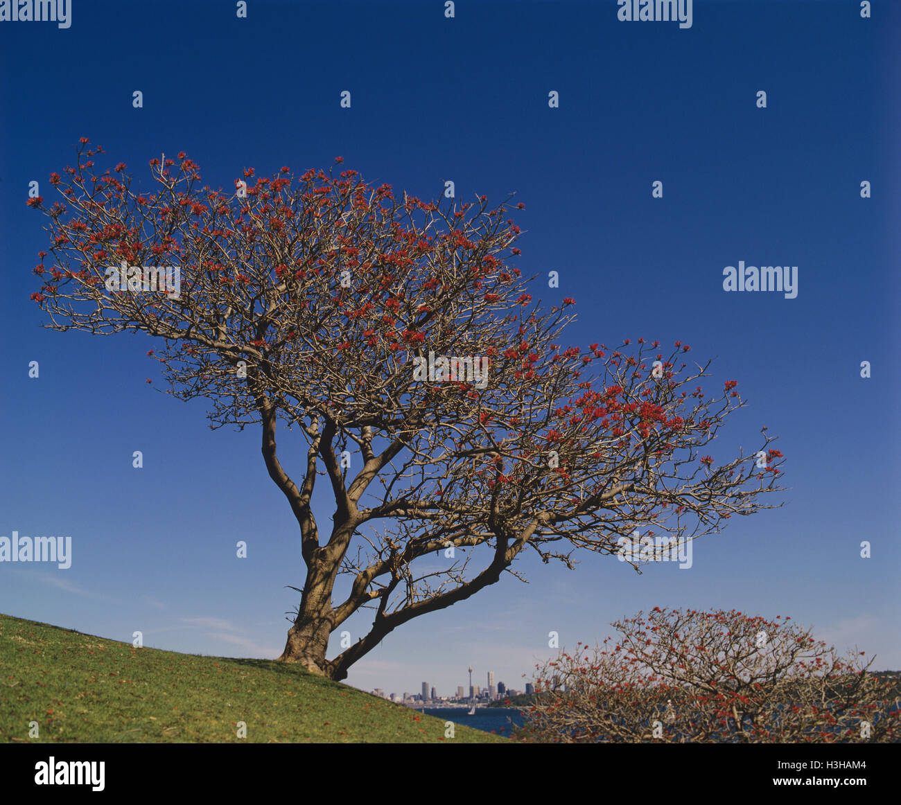 Coral tree (Erythrina abyssinica) Stock Photo
