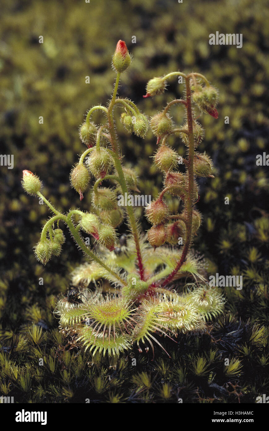 Pimpernel sundew (Drosera glanduligera) Stock Photo