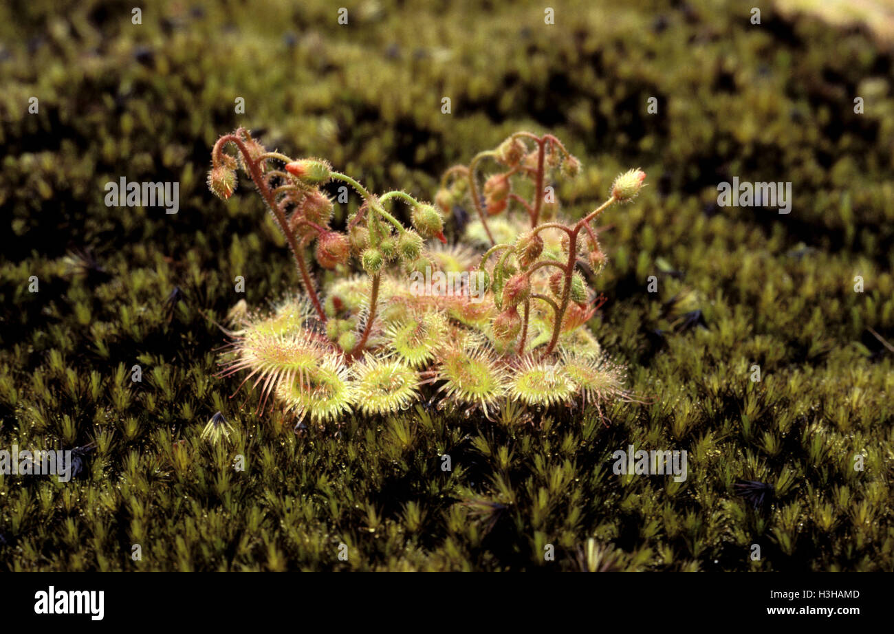 Pimpernel sundew (Drosera glanduligera). Stock Photo