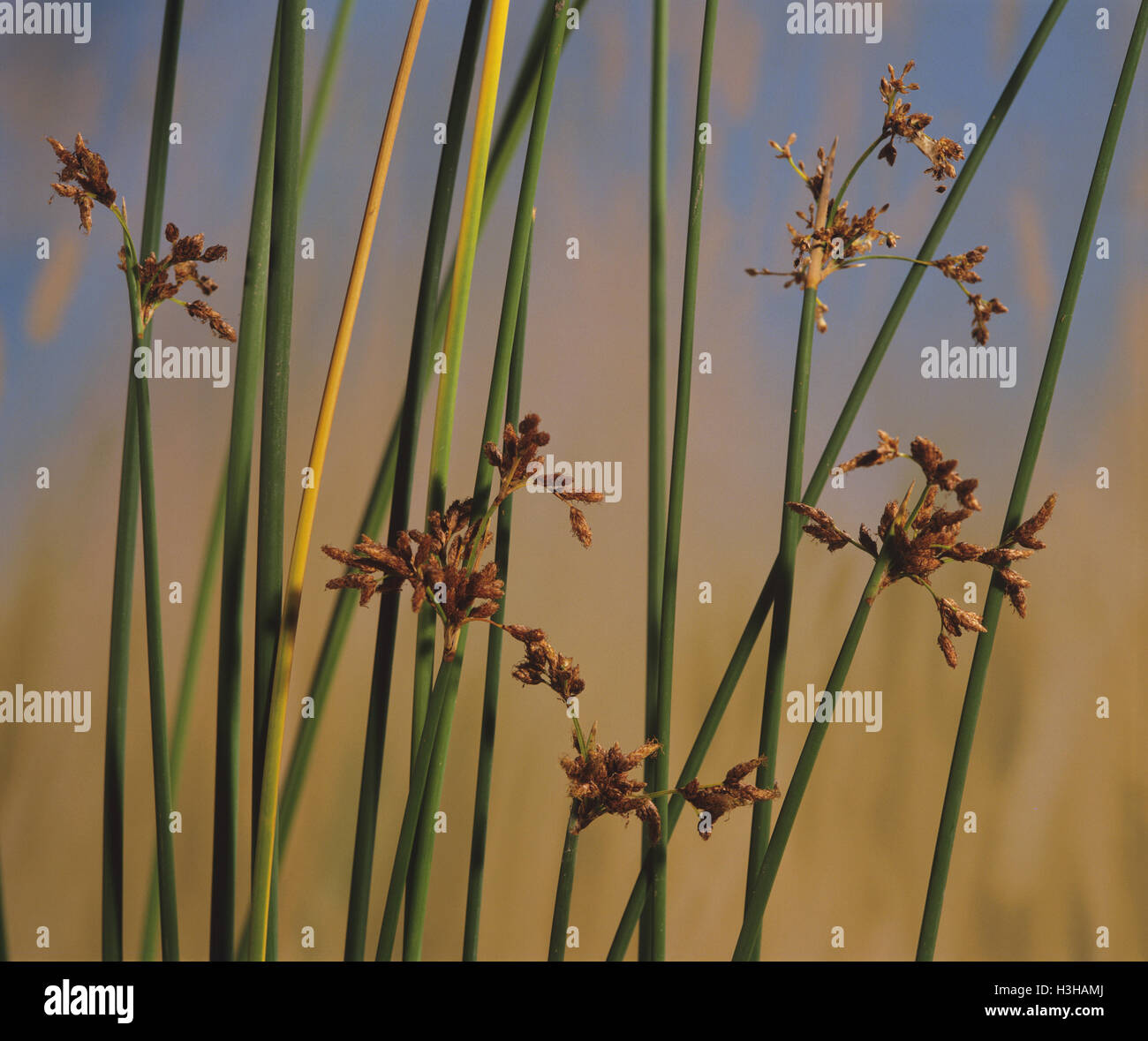 River club rush (Schoenoplectus validus) Stock Photo