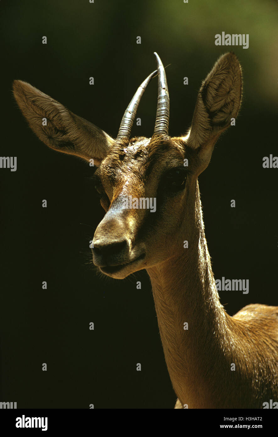 Mountain gazelle (Gazella gazella) Stock Photo