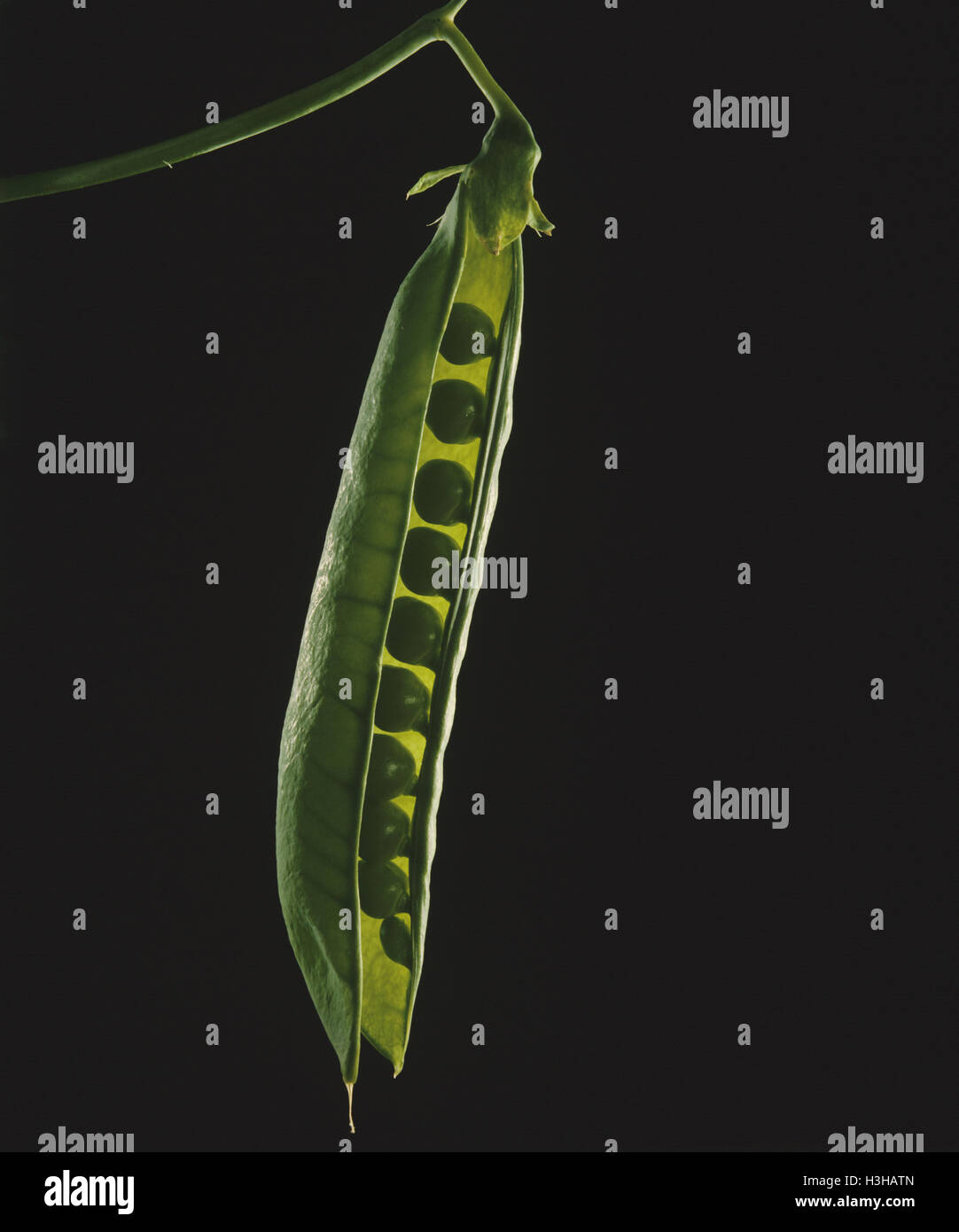 Pea (Pisum sativum) Stock Photo