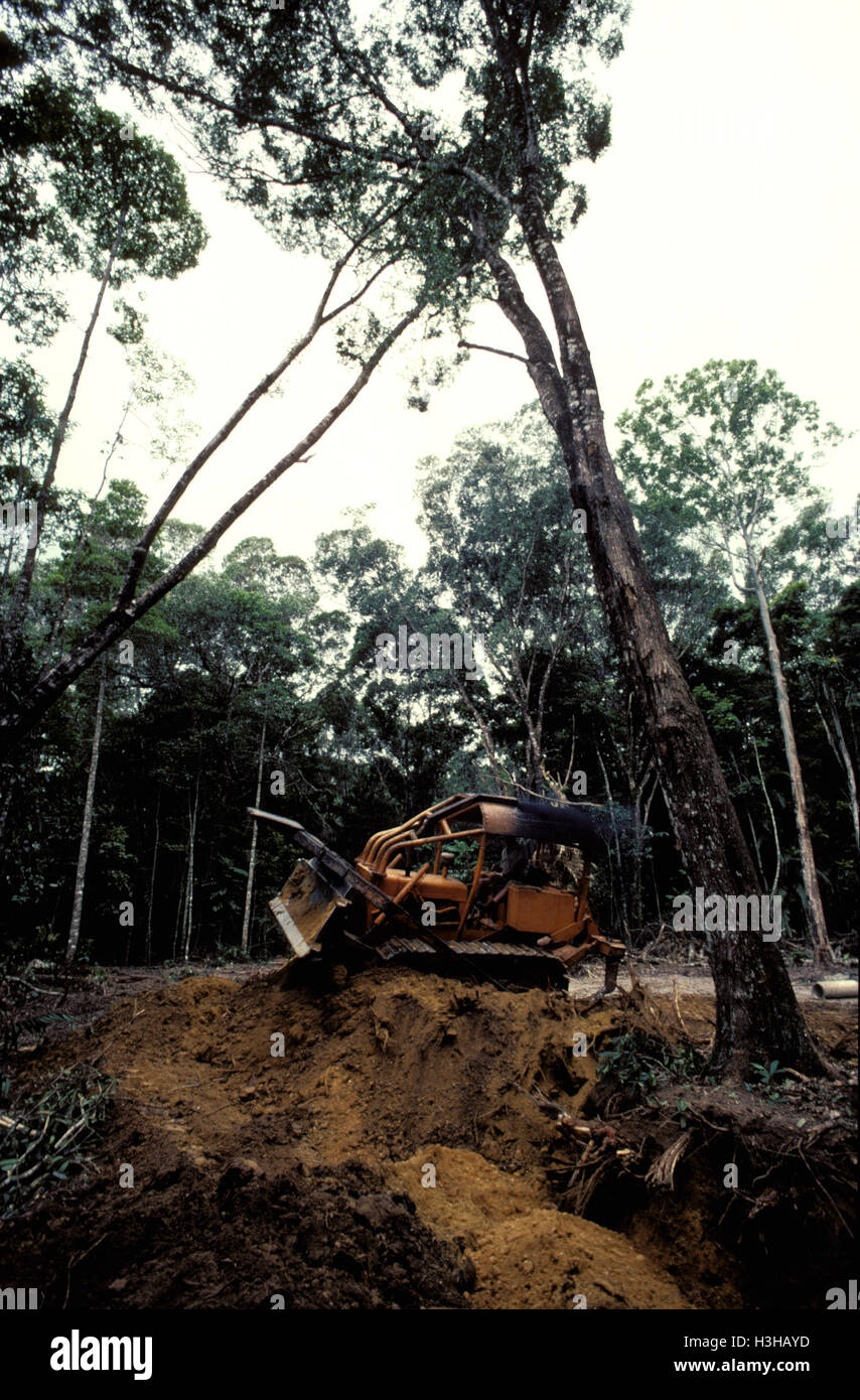 Rainforest being cleared for a house to be built. Stock Photo