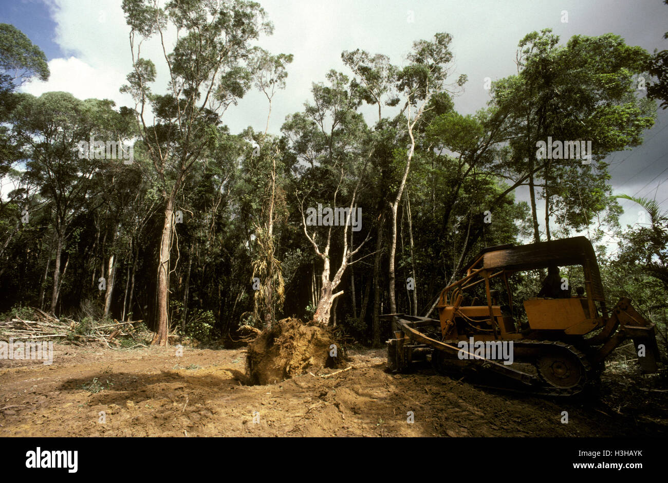 Rainforest being cleared for a house to be built. Stock Photo