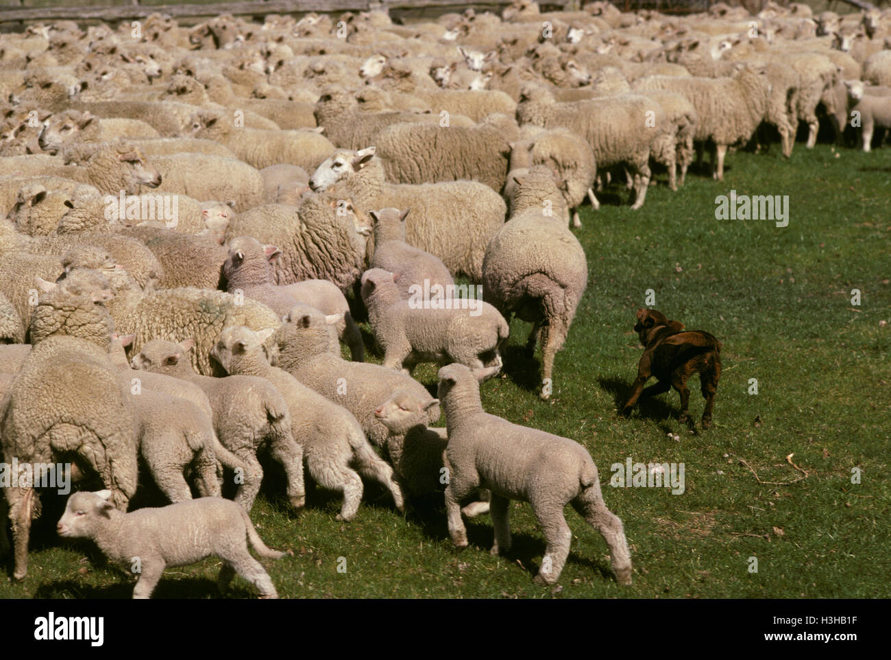 Domestic dog (Canis familiaris) Stock Photo