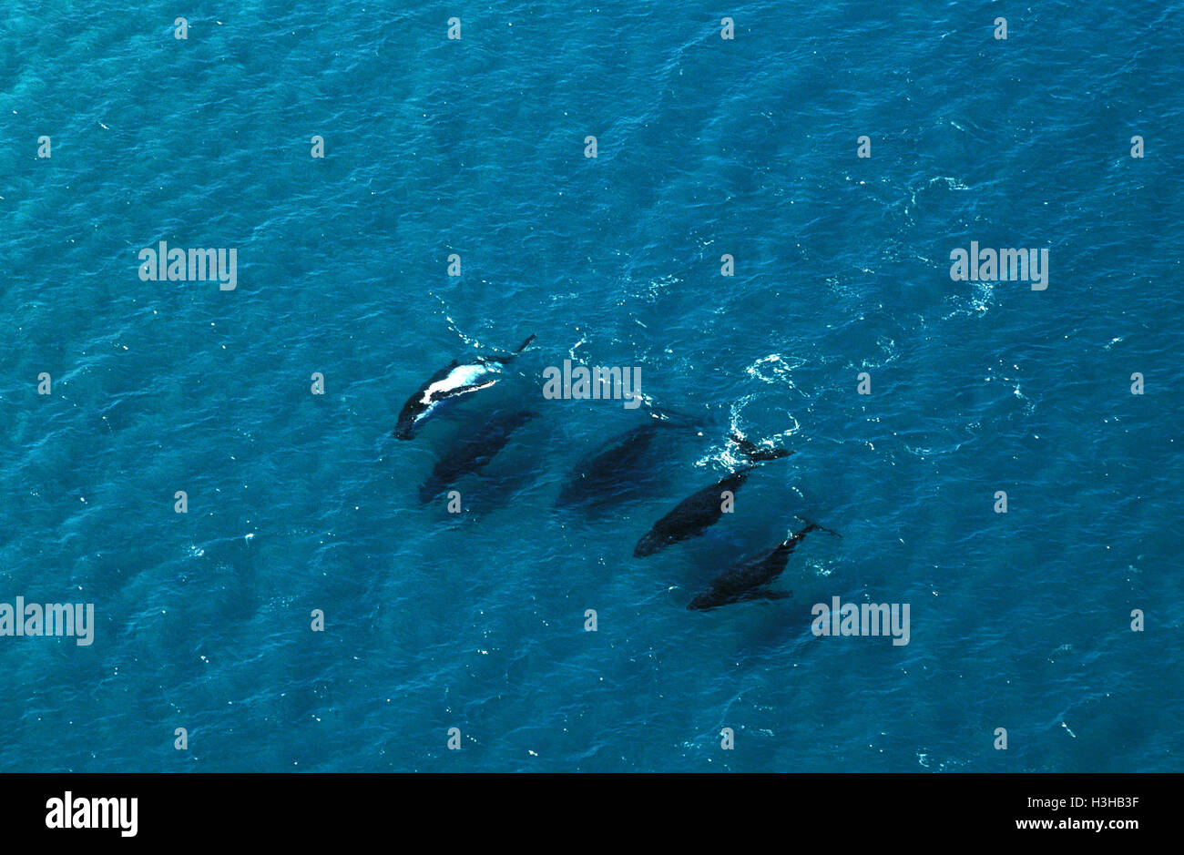 Humpback whale (Megaptera novaeangliae) Stock Photo