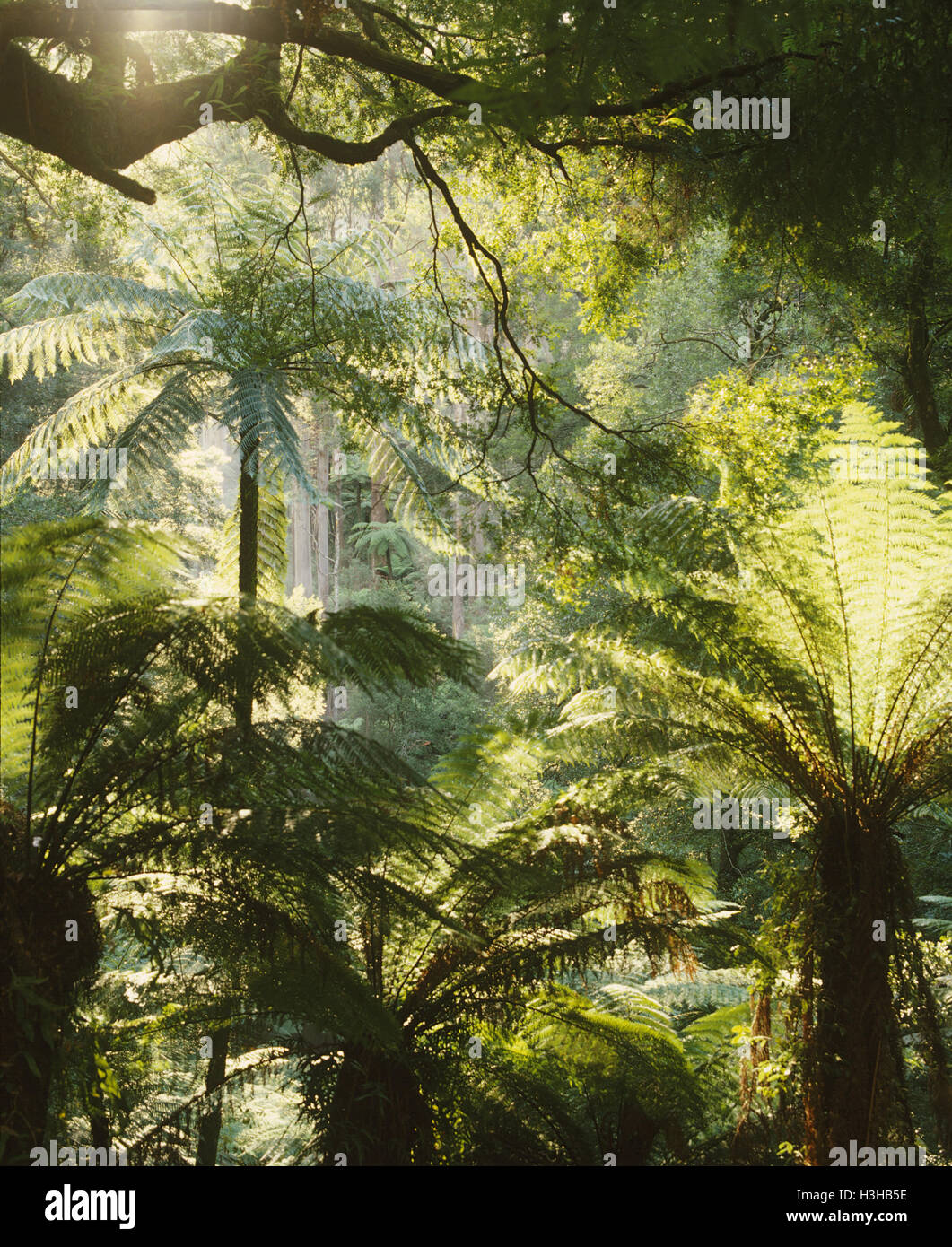 Tree ferns in cool temperate rainforest including Rough tree ferns (Cyathea australis) Stock Photo