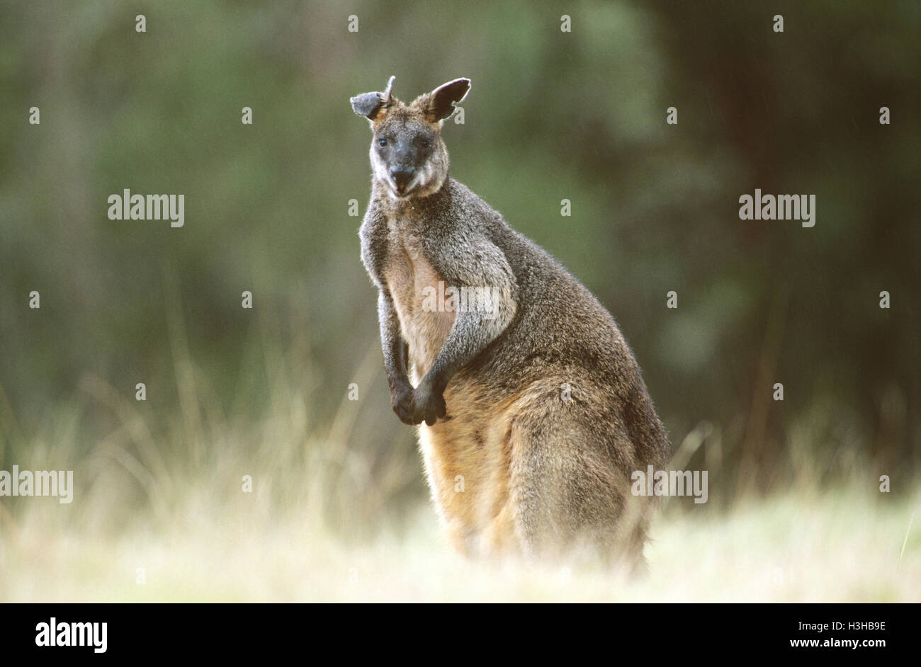 Swamp wallaby (Wallabia bicolor) Stock Photo