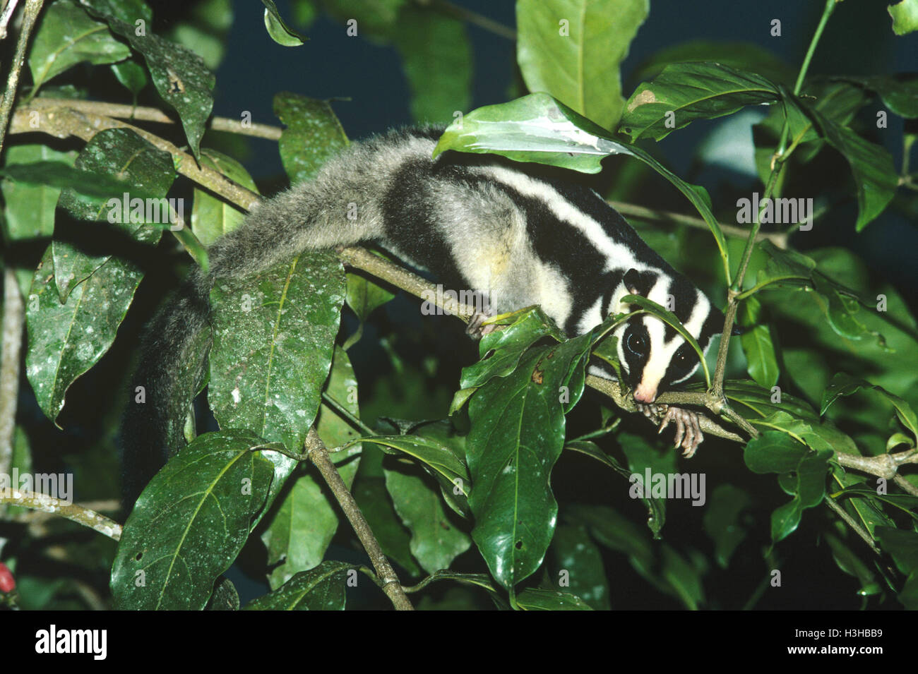 Striped possum (Dactylopsila trivirgata Stock Photo Alamy