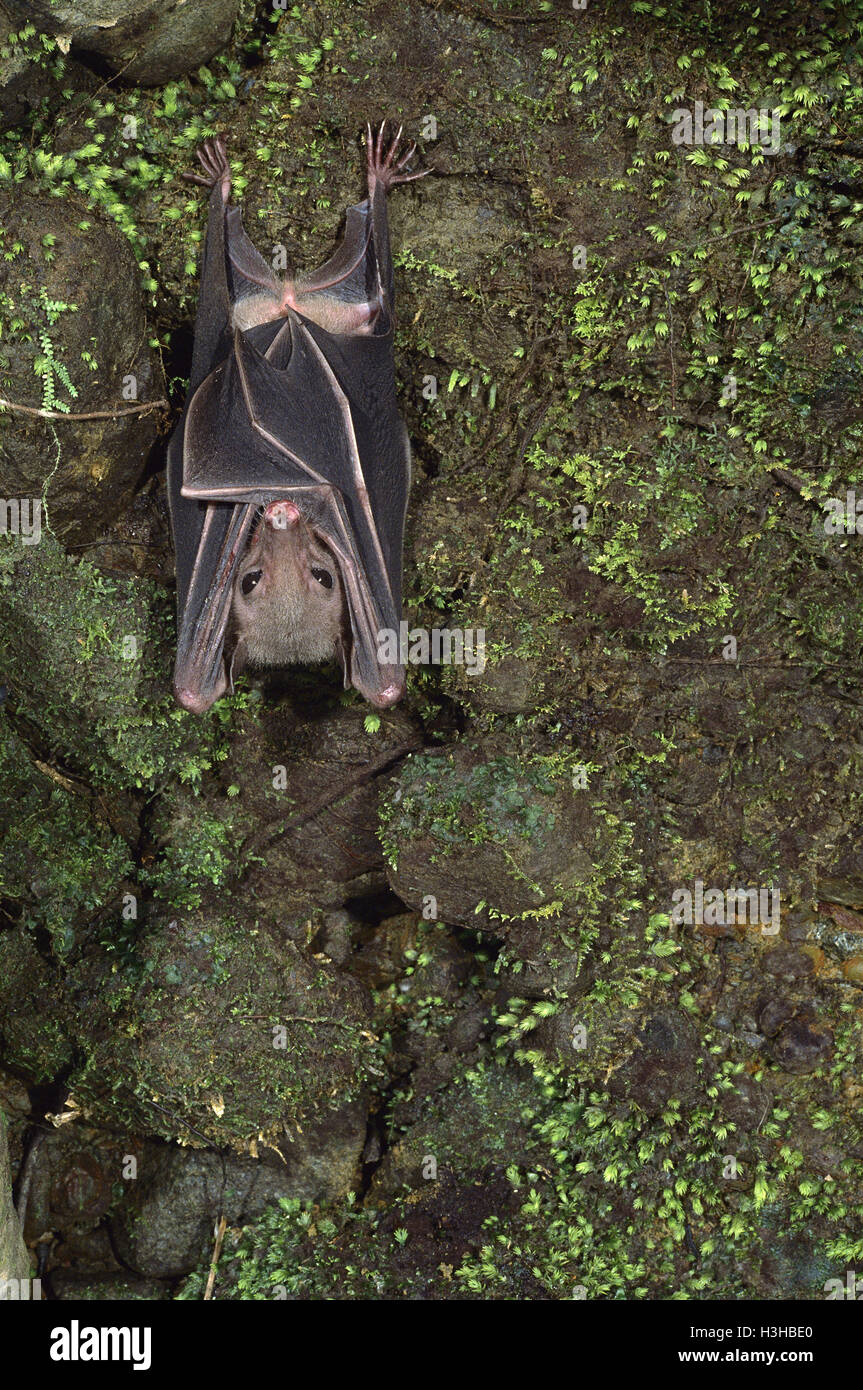 Geoffroy's rousette bat (Rousettus amplexicaudatus) Stock Photo